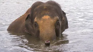 Expédition Pairi Daiza