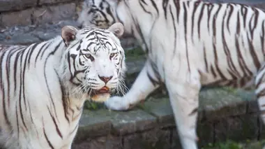 Expédition Pairi Daiza