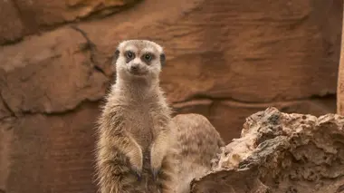 Expédition Pairi Daiza