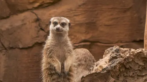 Expédition Pairi Daiza S11E06