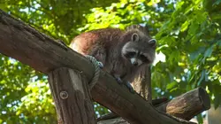 Expédition Pairi Daiza  S11E07