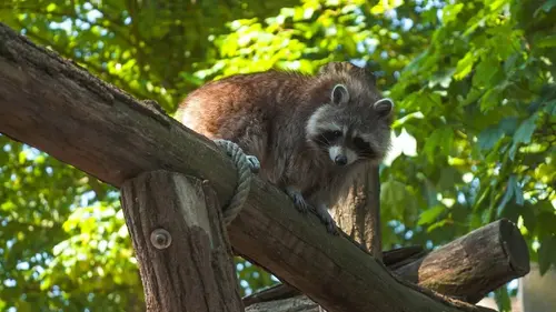 Expédition Pairi Daiza S11E07