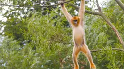 Expédition Pairi Daiza  S11E08