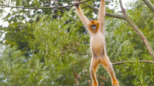 Expédition Pairi Daiza S11E08