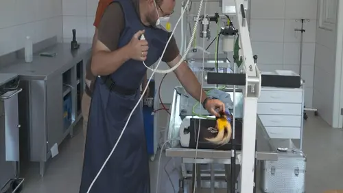 Expédition Pairi Daiza S11E09 Son