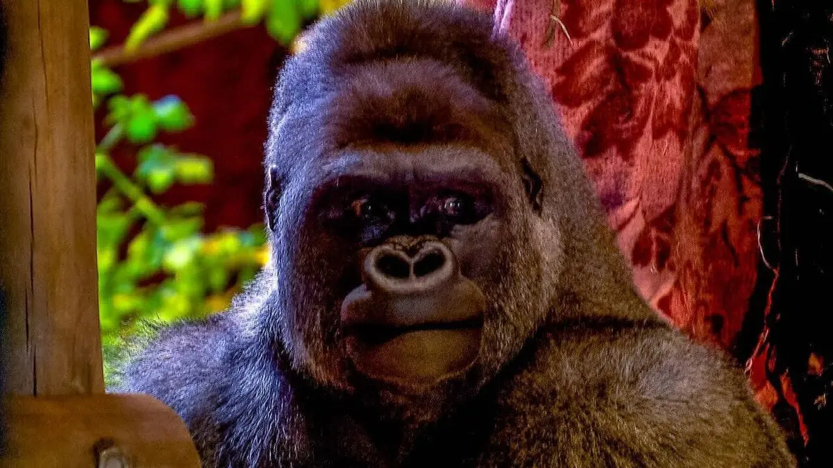 Expédition Pairi Daiza S08E01
