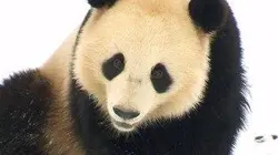 Expédition Pairi Daiza