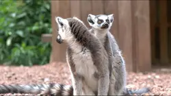 Expédition Pairi Daiza