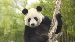 Expédition Pairi Daiza