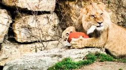 Expédition Pairi Daiza S08E05