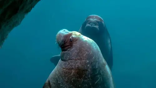 Expédition Pairi Daiza S08E02