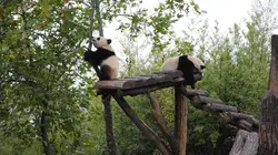 Expédition Pairi Daiza S10E02