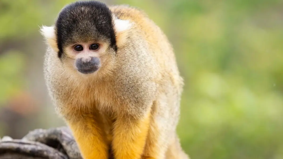 Expédition Pairi Daiza S10E03
