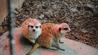Expédition Pairi Daiza