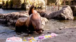 Expédition Pairi Daiza  S08E03