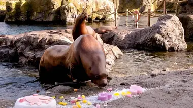 Expédition Pairi Daiza