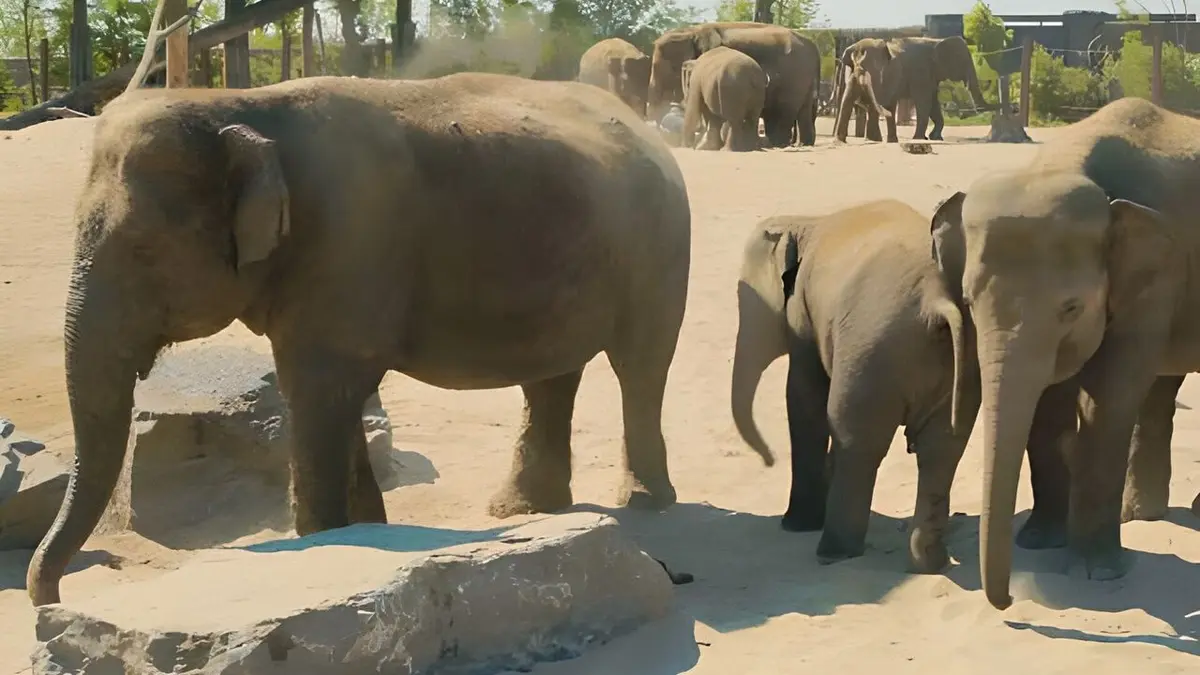 Visuel de Expédition Pairi Daiza S11E09 Son