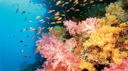 Expédition sur le récif de la Grande Barrière