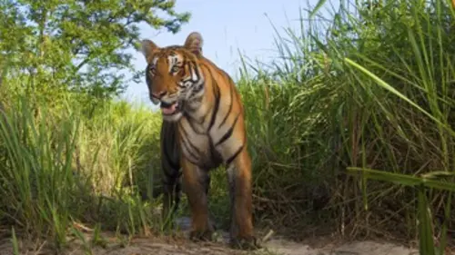 Casting Expédition tigre E02 Les félins et les hommes