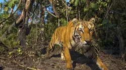 Expédition tigre