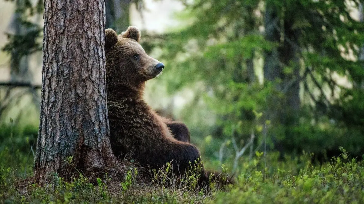 Expériences tous risques Sélection naturelle en streaming