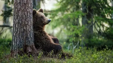Expériences tous risques Sélection naturelle