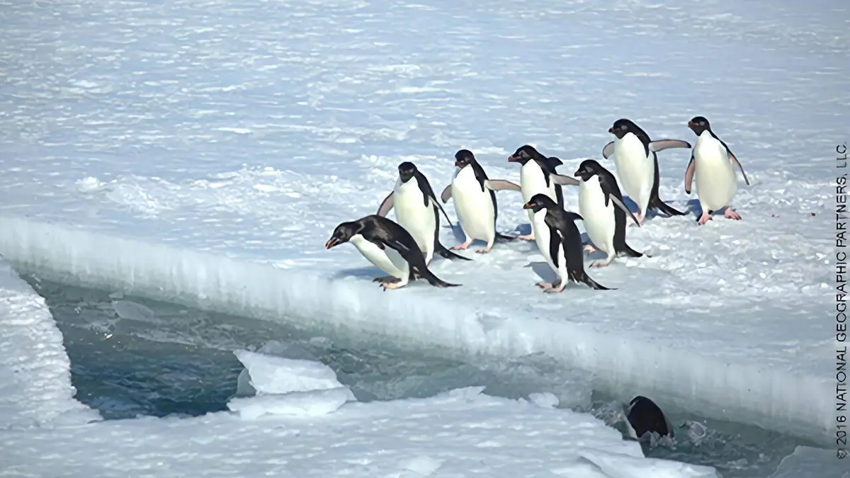 Exploration glaciale Race to escape : Antarctique