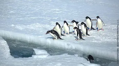 Exploration glaciale Race to escape : Antarctique