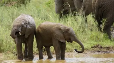 L'éléphant d'Asie
