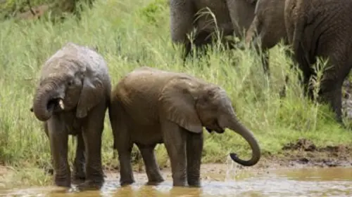 Extinctions E04 L'éléphant d'Asie