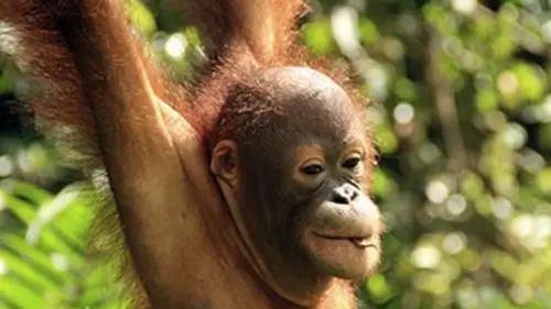 Extinctions E02 L'orang-outan