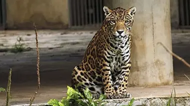 Le jaguar