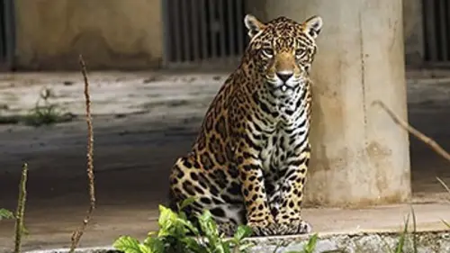Extinctions E05 Le jaguar