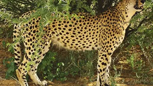 Casting Extinctions E01 Le guépard