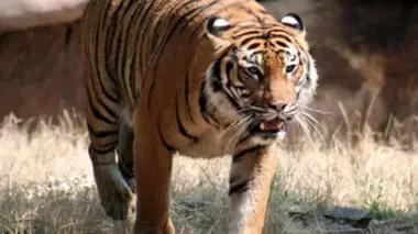 Le tigre