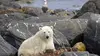 Extinctions E06 L'ours polaire (2010)