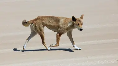 Les forêts sauvages d'Australie