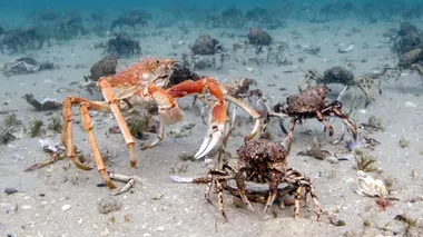 Les côtes sauvages d'Australie