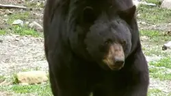 Visuel de Face à la nature : le grand test
