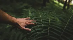 Visuel de Face à la peur : à la recherche de l'anaconda