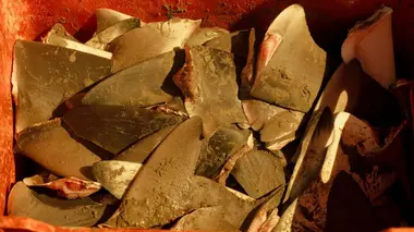 Le marché noir des ailerons de requin