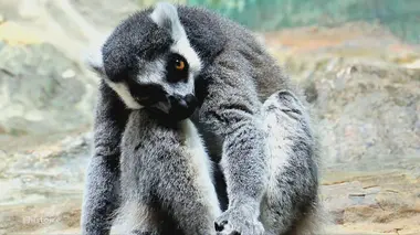 Le zoo, toute une vie en cage