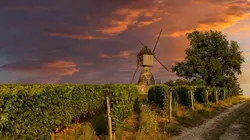 Faites entrer l'accusé S23E02 Aurélien Pioger, la mort dans les vignes