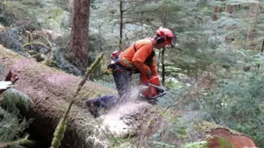 Bûcherons, entre ciel et terre