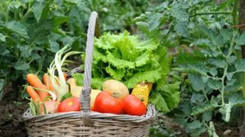 Falò Le bio : mode ou solution ?