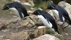 Fan des pingouins