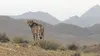 Fantômes du désert Les derniers guépards asiatiques