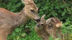 Visuel de Faons, marcassins et cie - Les as du camouflage