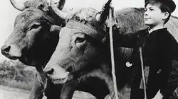 Visuel de Farrebique