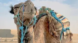 Fascinant Maghreb